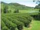 Nimbin NSW 2480