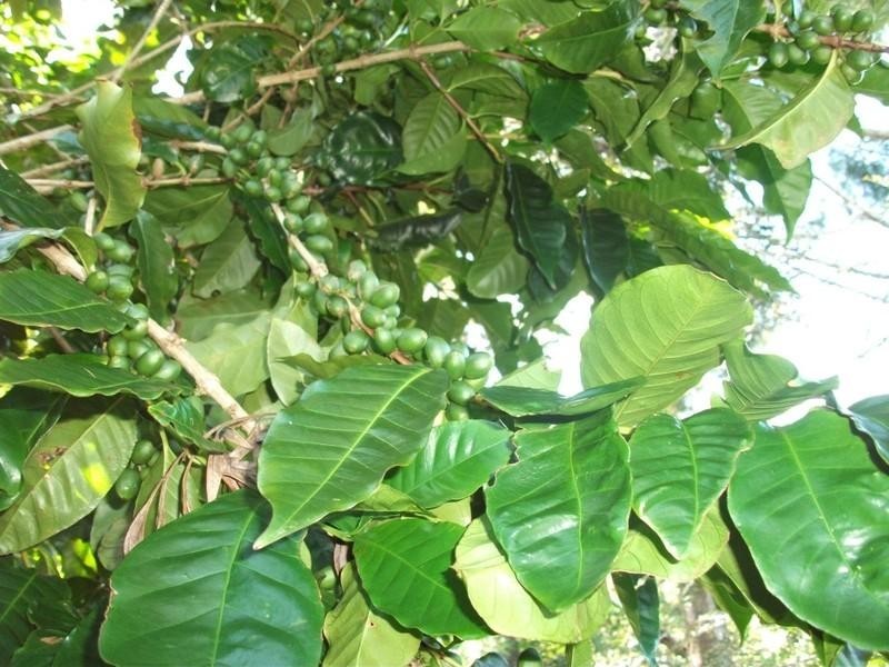 143 Bartletts Lane, Meerschaum Vale NSW 2477