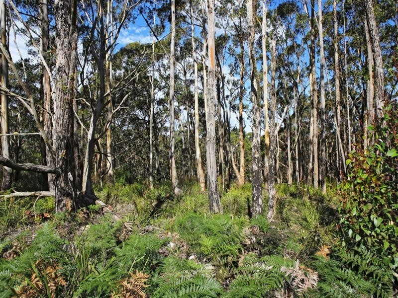 Lot 2, 4015A Braidwood Road, Sassafras NSW 2622