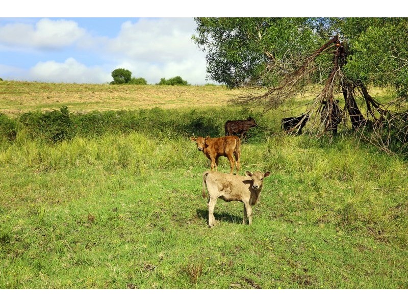 Lot 323 Huntingdale Park Estate, Berry NSW 2535