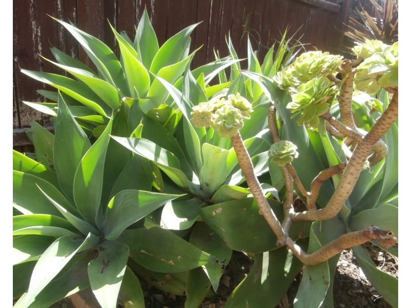 3 Harrison Street, North Nowra NSW 2541