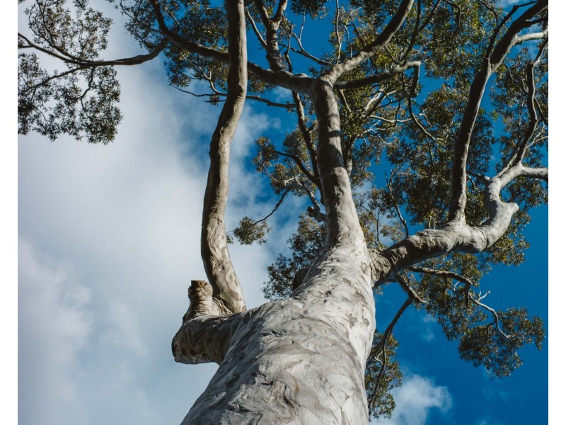 16 Jamieson Road, North Nowra NSW 2541