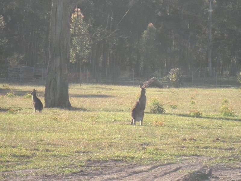 Lot 2 Kallata Grove, Worrigee NSW 2540