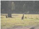 Lot 5 Kallata Grove, Worrigee NSW 2540