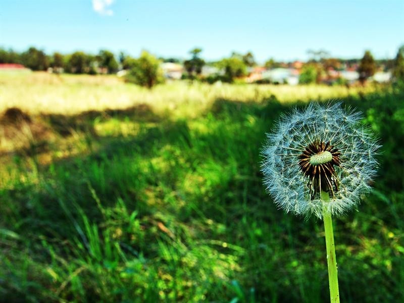 Lot 515,  Peppermint Drive, Worrigee NSW 2540