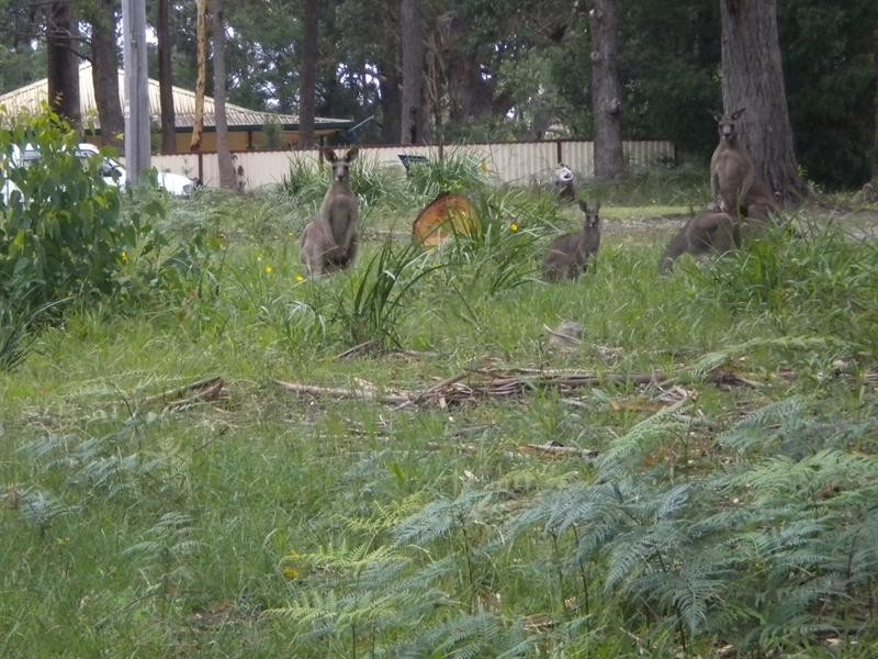 81 Greville Avenue, Sanctuary Point NSW 2540