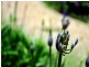 Lot 13 Alpina Place, Worrigee NSW 2540