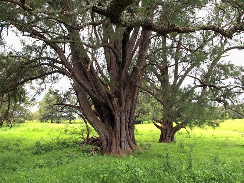 Lot 117a and 4 Taylors Lane, Cambewarra NSW 2540