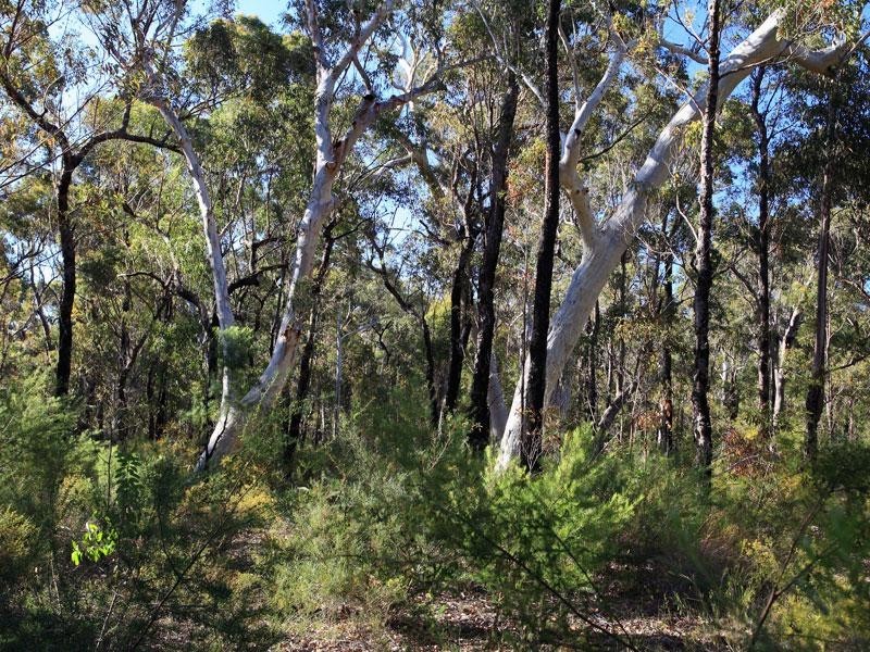 Lots 2 and 5 Gannet Road, Bamarang NSW 2540