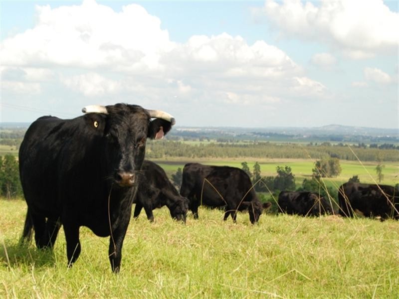 29 Strongs Road, Jaspers Brush NSW 2535