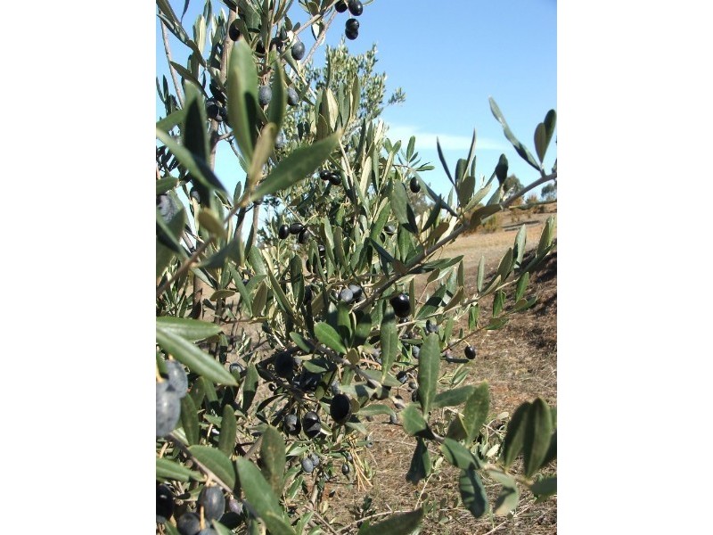 Lot 1 Doles Road, Eppalock VIC 3551