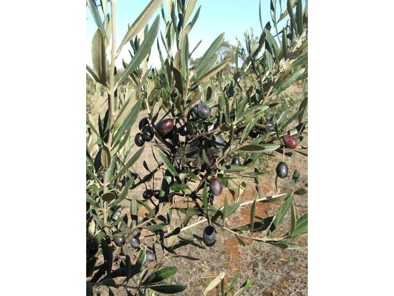 Lot 1 Doles Road, Eppalock VIC 3551