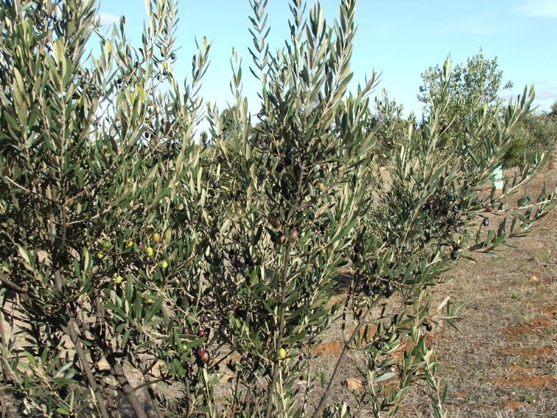 Lot 1 Doles Road, Eppalock VIC 3551