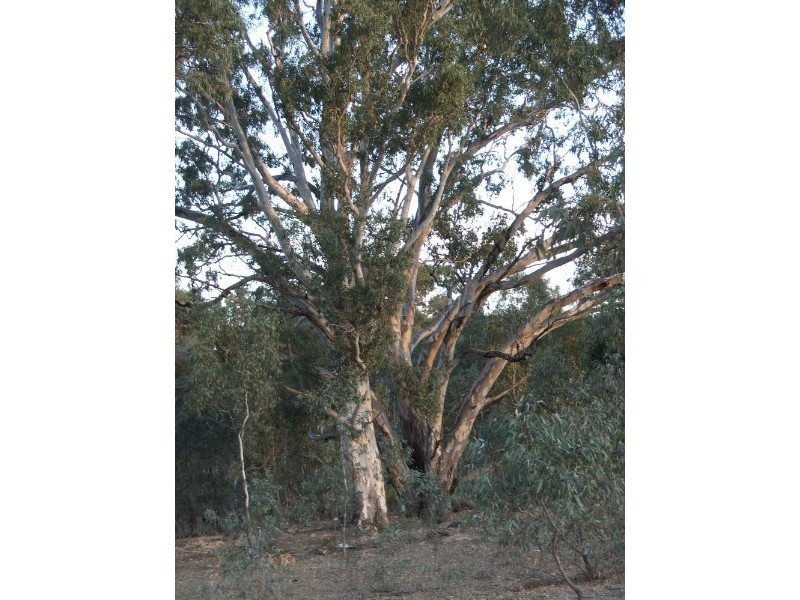 Lot 1 Doles Road, Eppalock VIC 3551