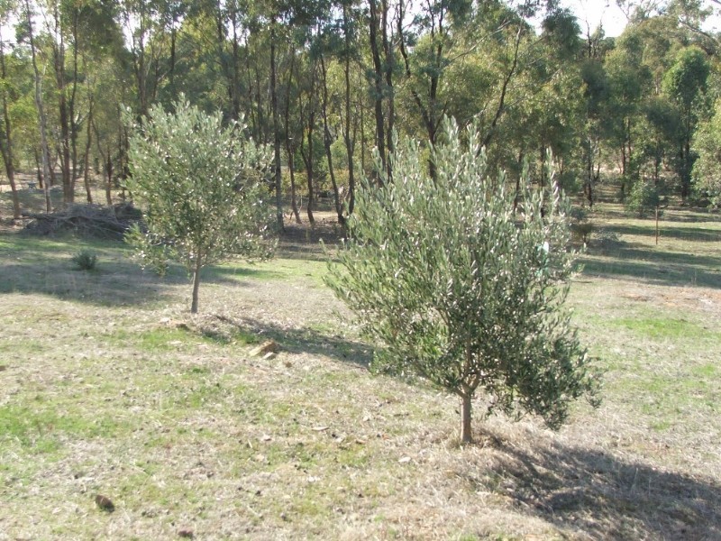 Lot 1 Doles Road, Eppalock VIC 3551