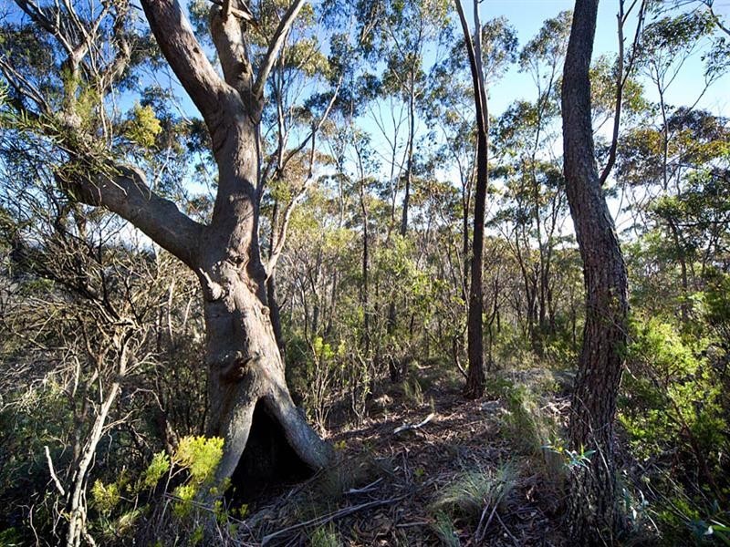 54-56 Shipley Road, Blackheath NSW 2785