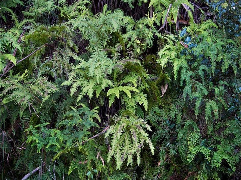 54-56 Shipley Road, Blackheath NSW 2785