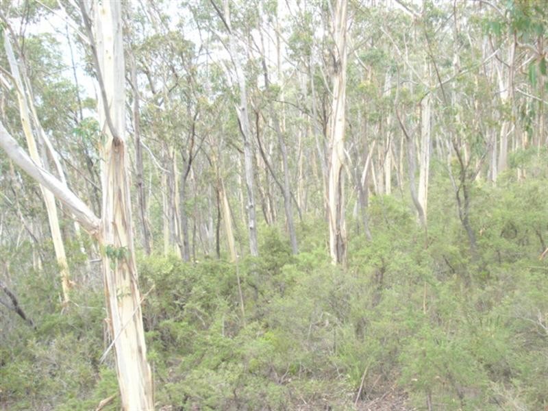 68 Delmonte Avenue, Medlow Bath NSW 2780