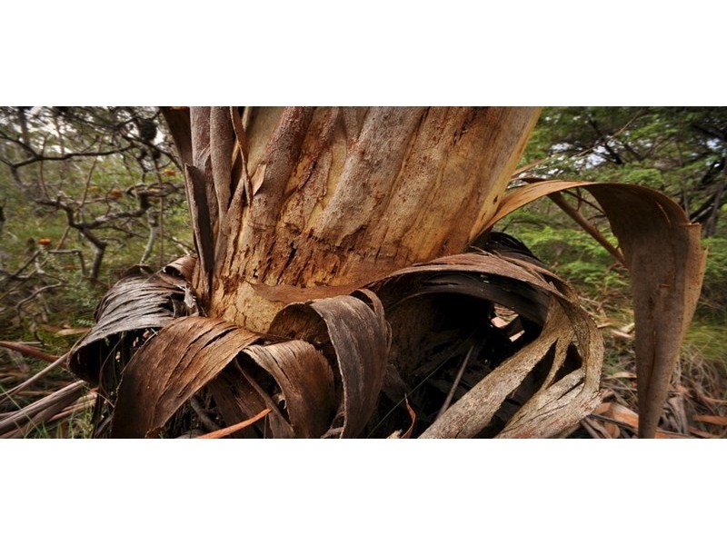 165 – 175 Connaught Road, Blackheath NSW 2785