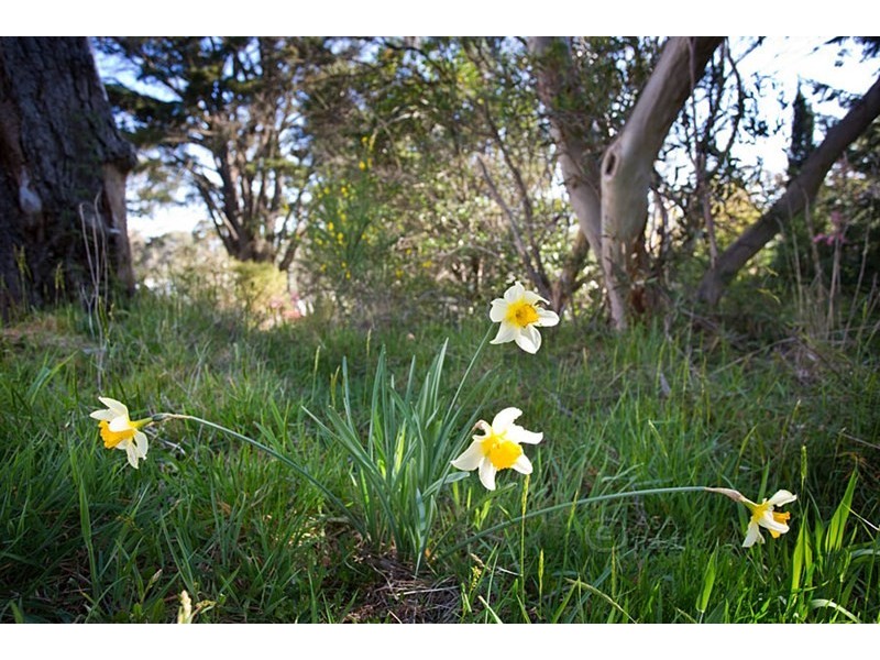 Lot 10 Ailsa Street, Mount Victoria NSW 2786