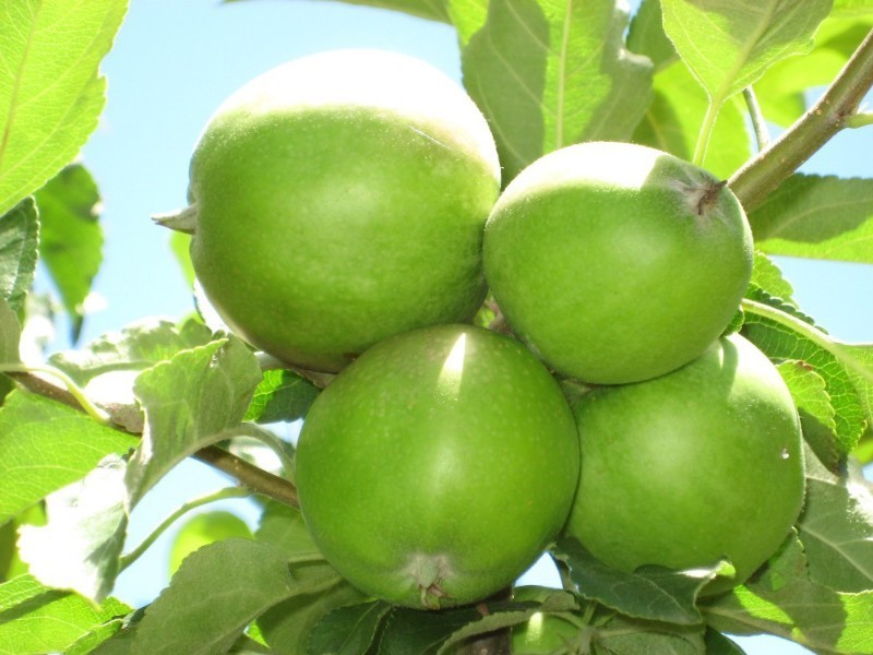 Medlow Bath NSW 2780