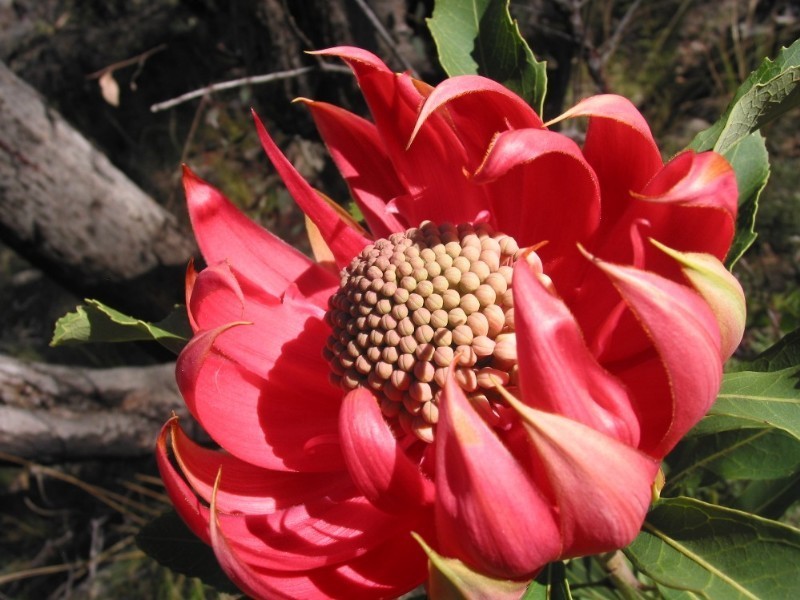 124-128 Darling Causeway, Mount Victoria NSW 2786