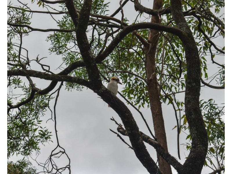 24 Gardiner Crescent, Blackheath NSW 2785