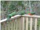 Blackheath NSW 2785