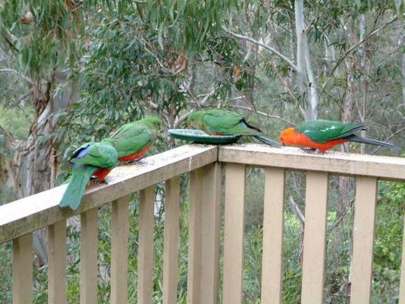 Blackheath NSW 2785