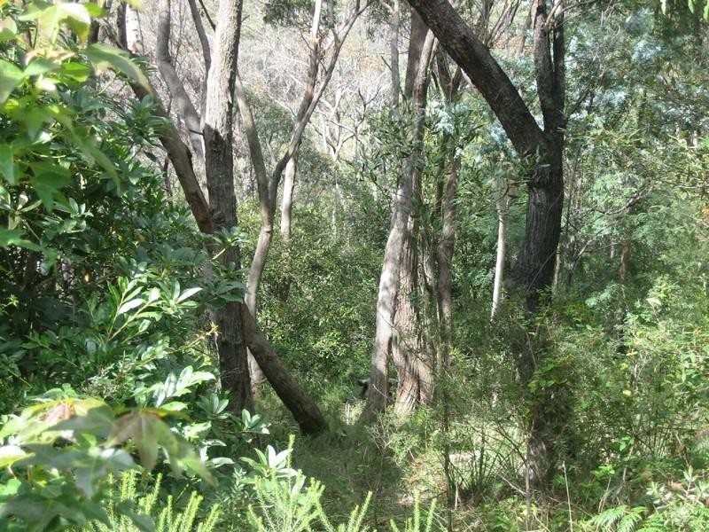 17 Rodriguez Avenue, Blackheath NSW 2785