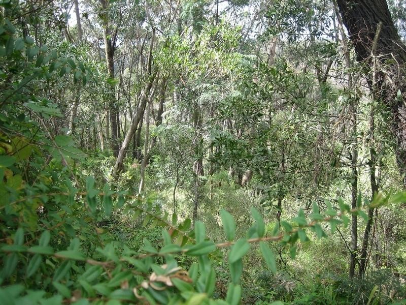 17 Rodriguez Avenue, Blackheath NSW 2785