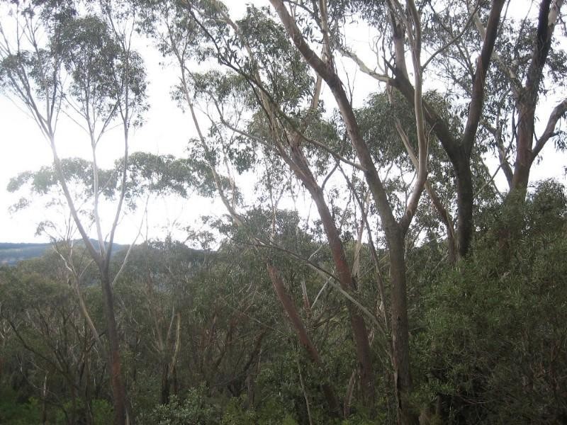 43 Delmonte Avenue, Medlow Bath NSW 2780