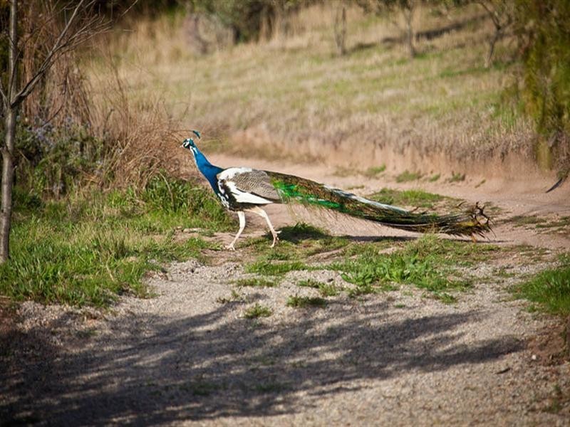 264 Megalong Place, Kanimbla NSW 2790