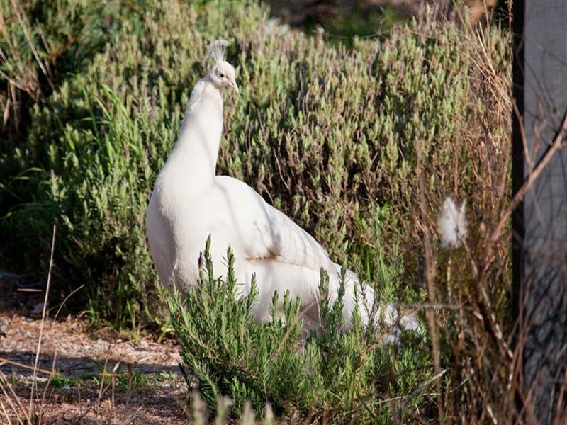 264 Megalong Place, Kanimbla NSW 2790