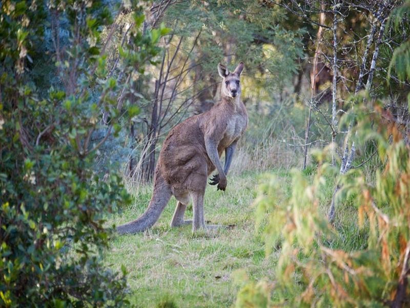 264 Megalong Place, Kanimbla NSW 2790