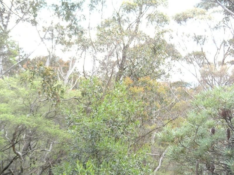 156 Victoria Street, Mount Victoria NSW 2786