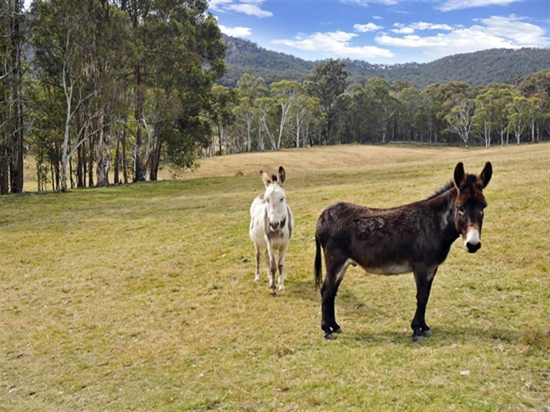 Lot 101/423 Coxs River Road, Little Hartley NSW 2790