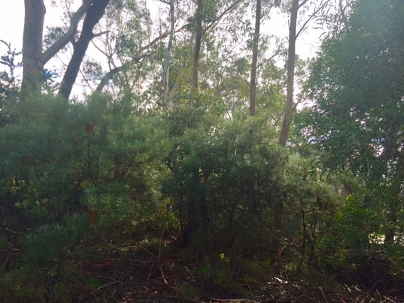 42 Sylvania Street, Mount Victoria NSW 2786