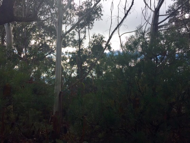 42 Sylvania Street, Mount Victoria NSW 2786