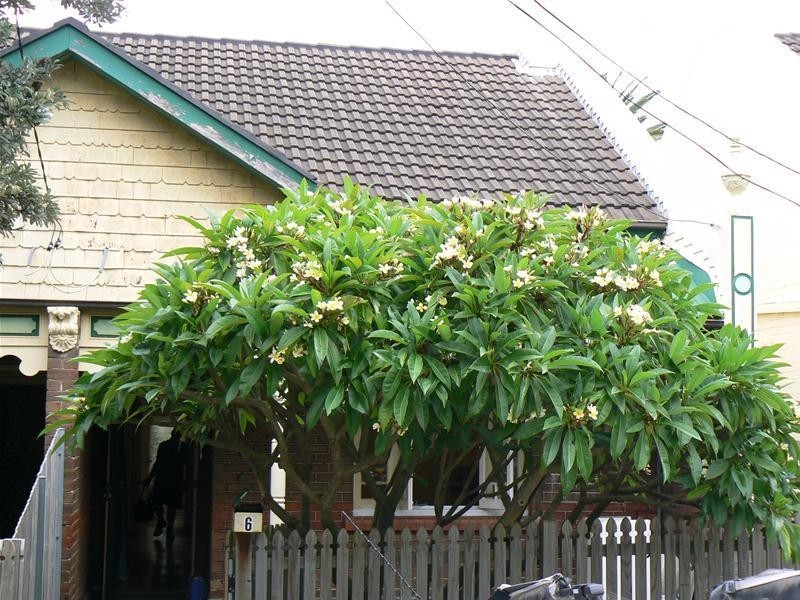 6 Tasman Street, Tamarama NSW 2026