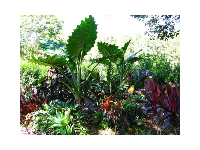 100 Upper Crystal Creek Road, Murwillumbah NSW 2484