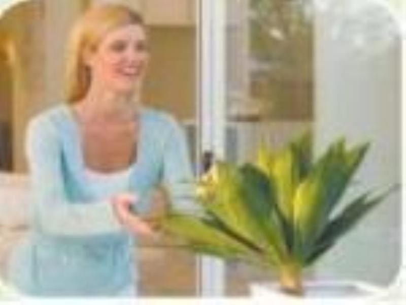 Bracken Ridge QLD 4017