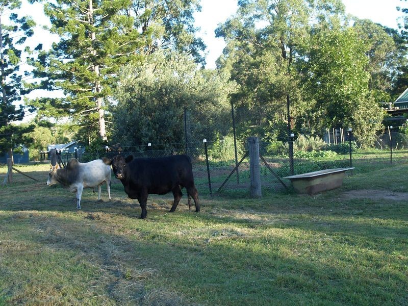 59 Blackbean Street, Jimboomba QLD 4280