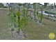 14 Coralina Crescent, Logan Reserve QLD 4133