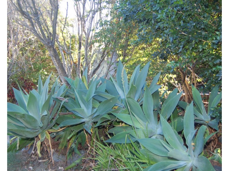 7 Liana Court, Regents Park QLD 4118