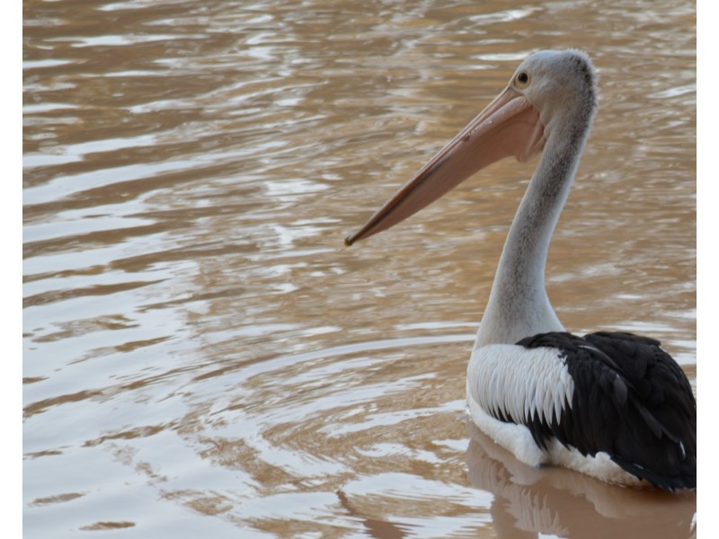 5 Brolga Street, Macleay Island QLD 4184