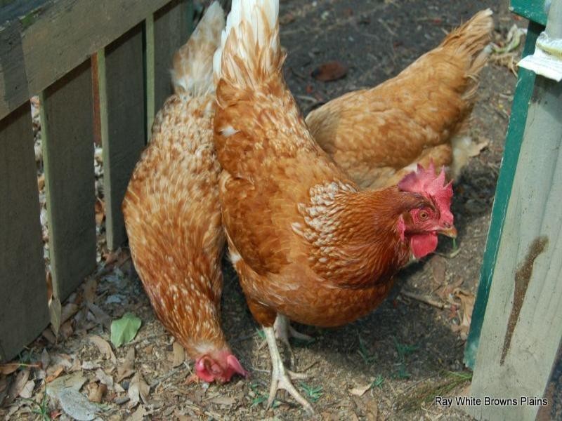 56 Leanne Street, Marsden QLD 4132