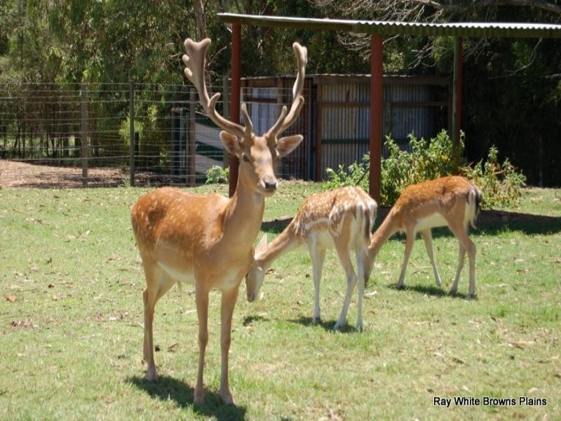 77 Talinga Drive, Park Ridge QLD 4125