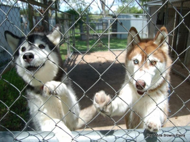 176 Granger Road, Park Ridge South QLD 4125