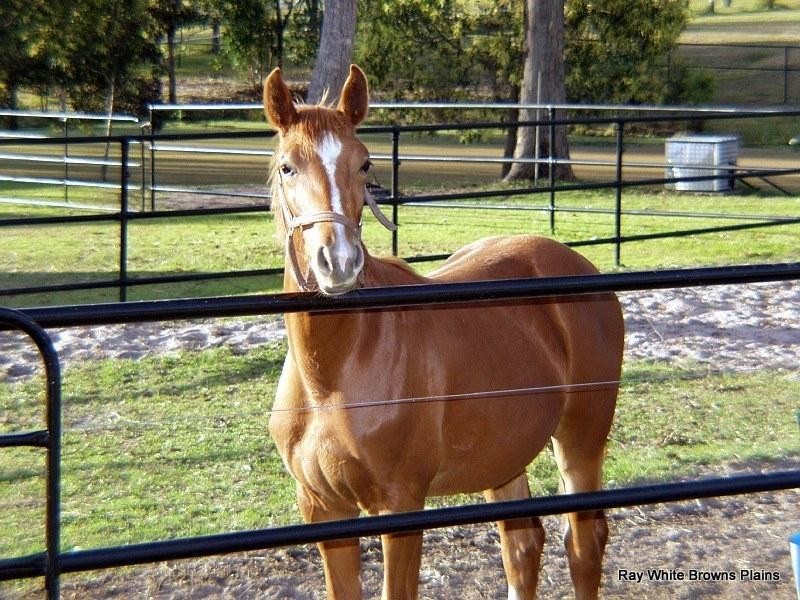 55 Dandaraga Court, Chambers Flat QLD 4133